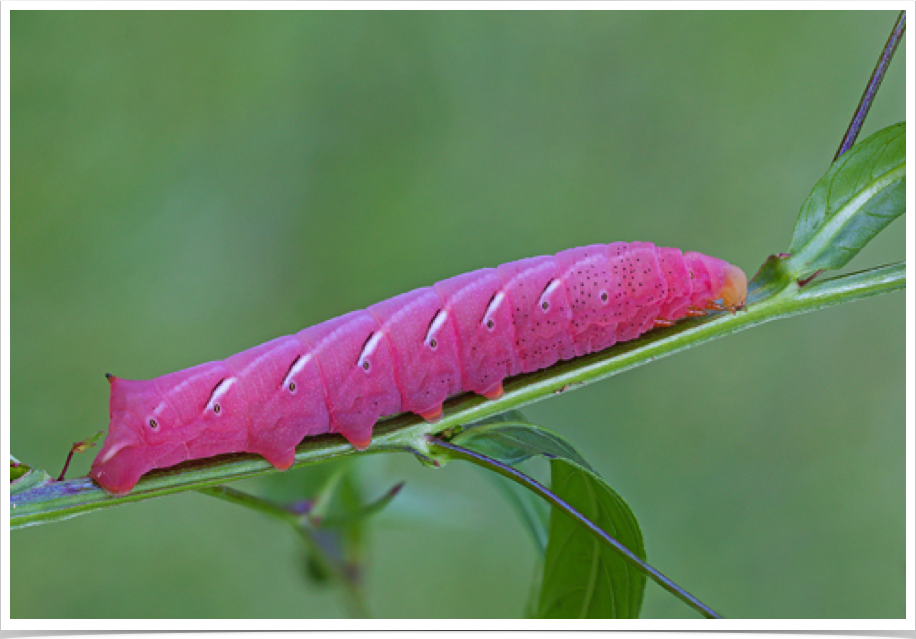 Eumorpha fasciatus
Banded Sphinx (pink morph)
Monroe County, Alabama